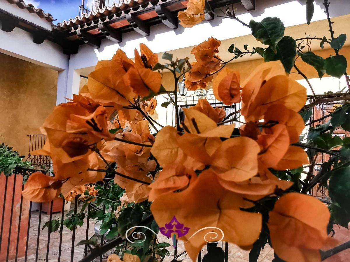 Maison Bougainvillea Hostel *